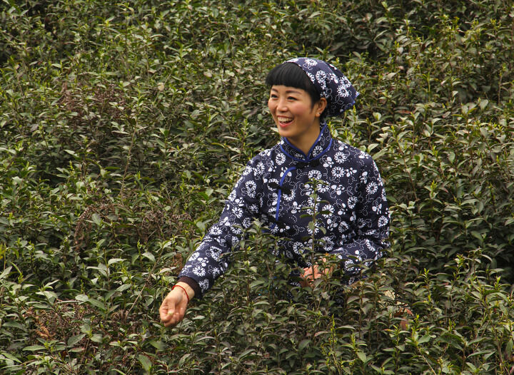 152网主 黑色大丽花